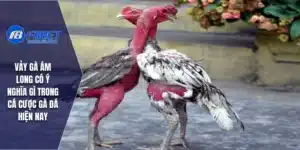 Vảy Gà Ám Long